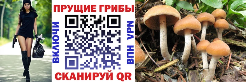 Галлюциногенные грибы Psilocybine cubensis купить наркоту kraken онион Волгореченск